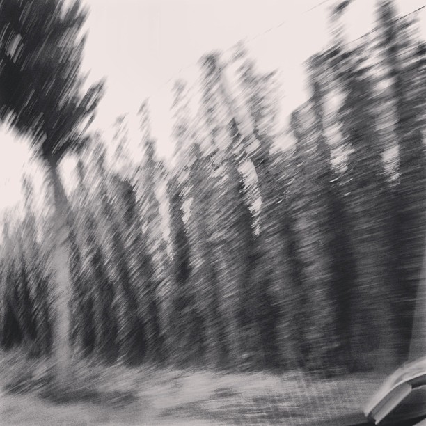 Instagram: Hopfengarten in schwarz/weiss #hallertau 